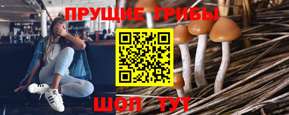 Черемхово  Галлюциногенные грибы GOLDEN TEACHER  Вход с VPN  Псилоцибиновые грибы прущие грибы 